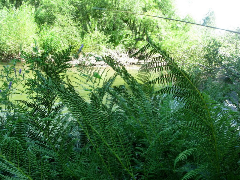 Athyrium sinense