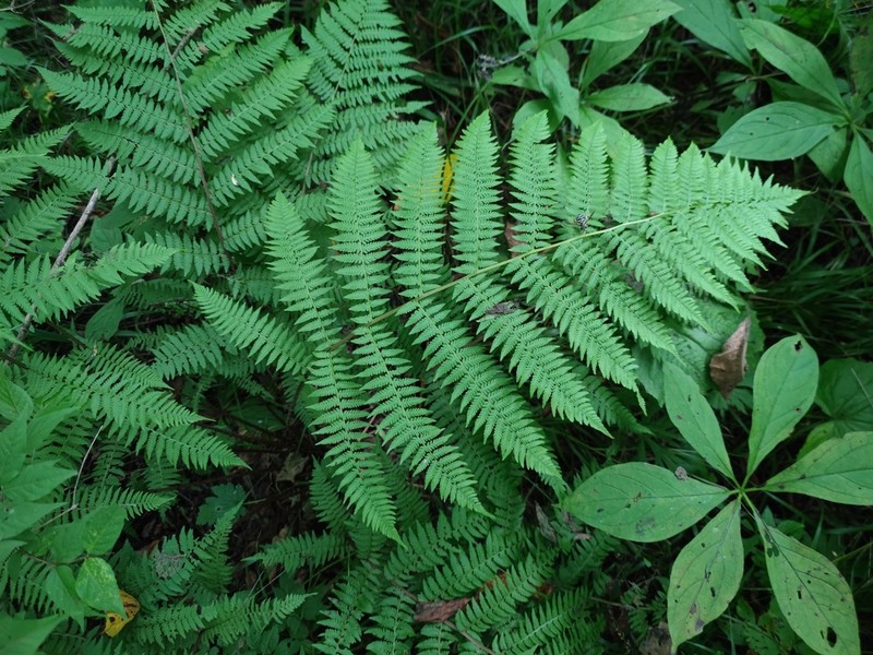Athyrium sinense photo 2