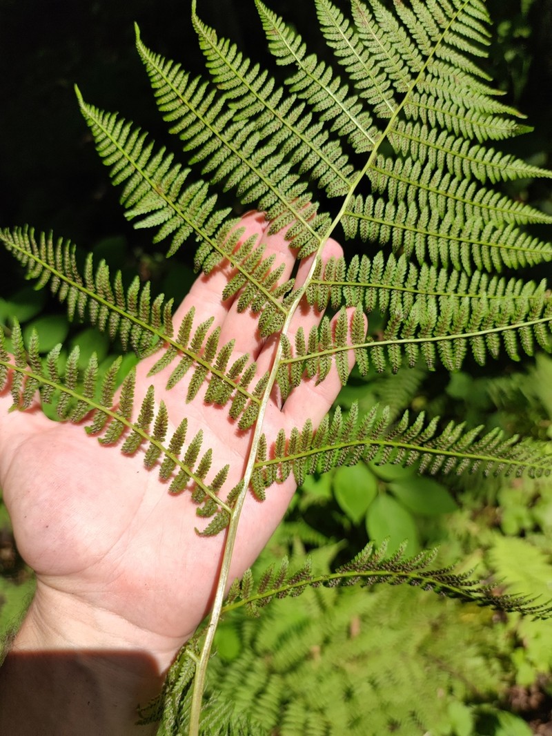 Athyrium sinense photo 3