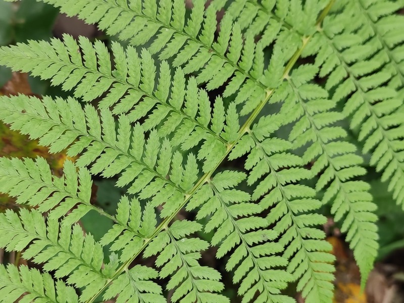 Athyrium sinense photo 4