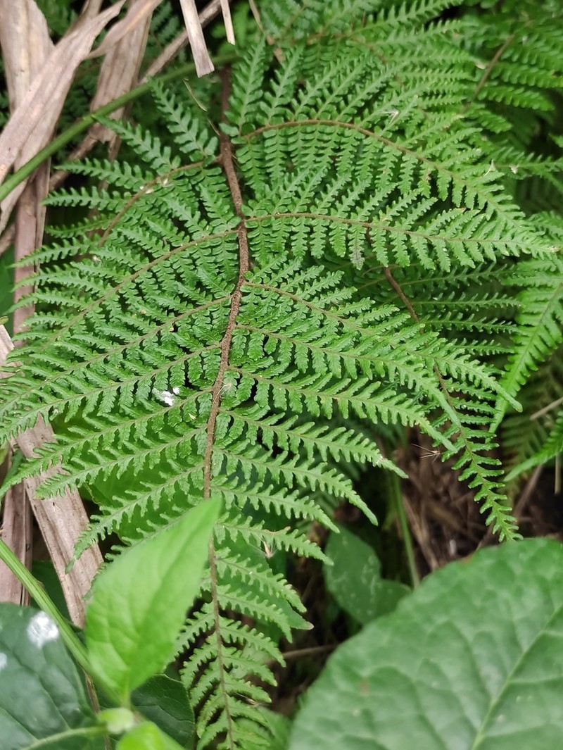 Athyrium sinense photo 5