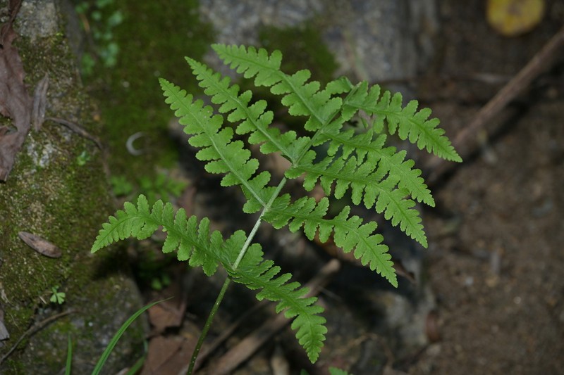 Athyrium sinense photo 6