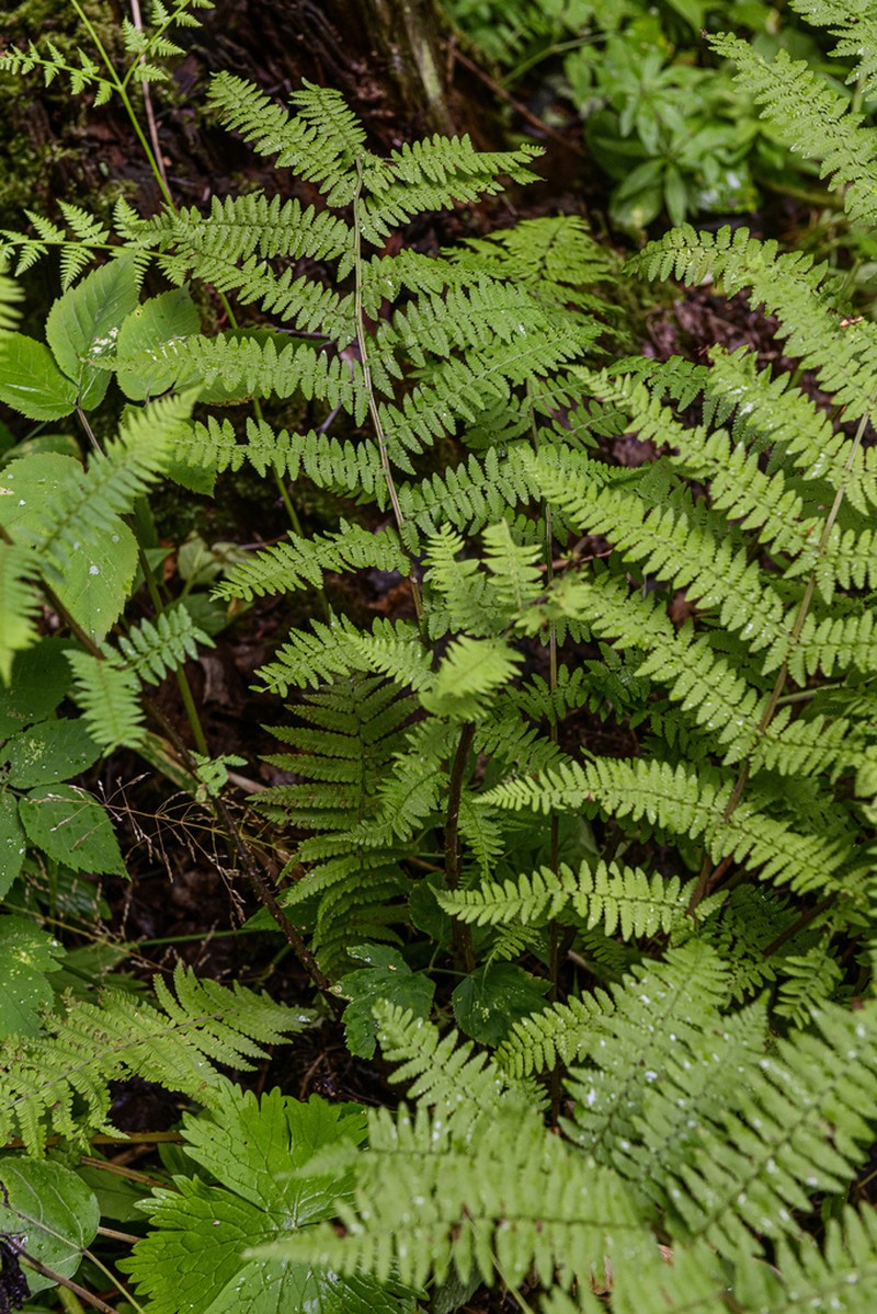 Athyrium sinense photo 7