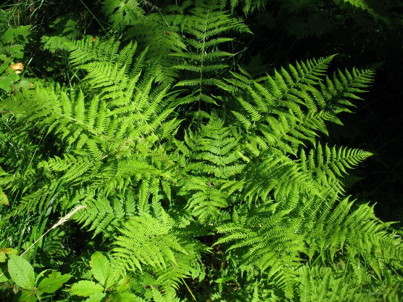 Athyrium sinense photo 8