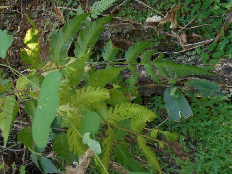 Athyrium skinneri