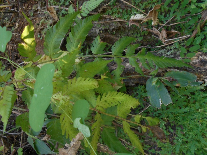 Athyrium skinneri photo 2