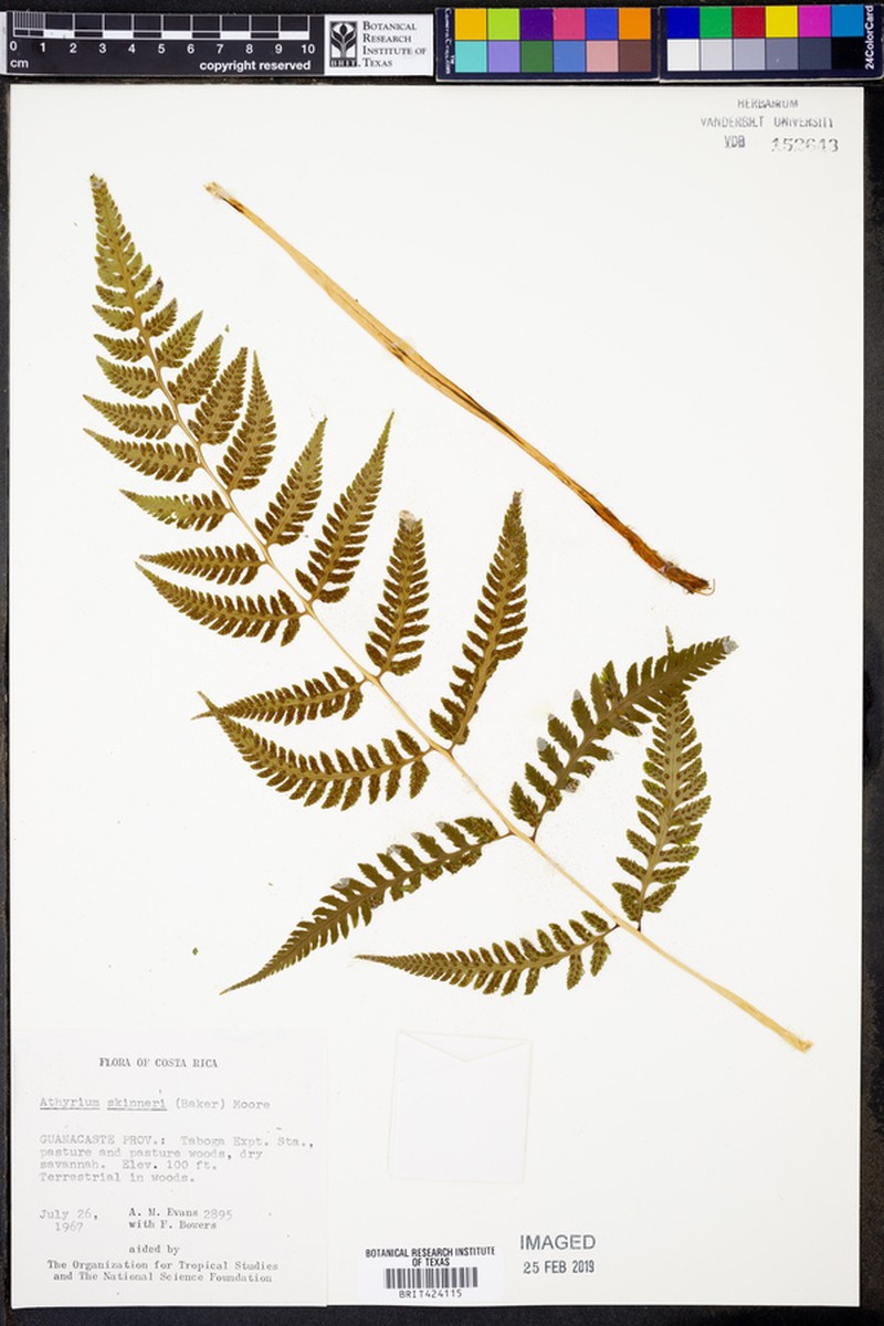 Athyrium skinneri photo 3