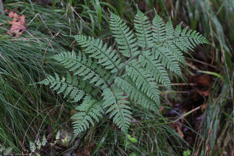 Athyrium sohayakiense