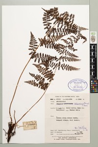 Athyrium solenopteris