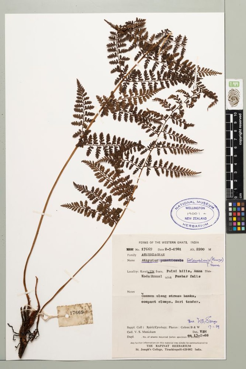 Athyrium solenopteris