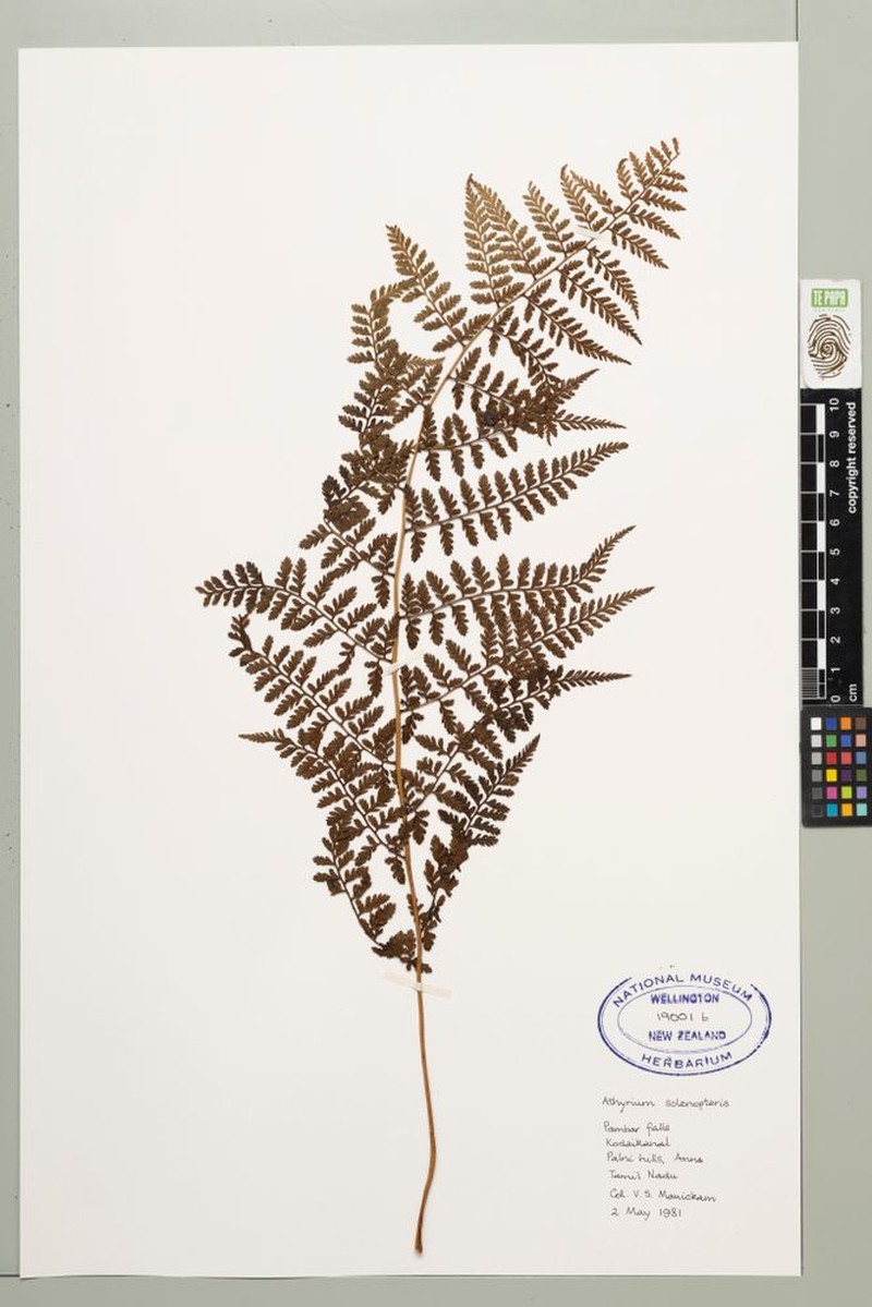 Athyrium solenopteris photo 2