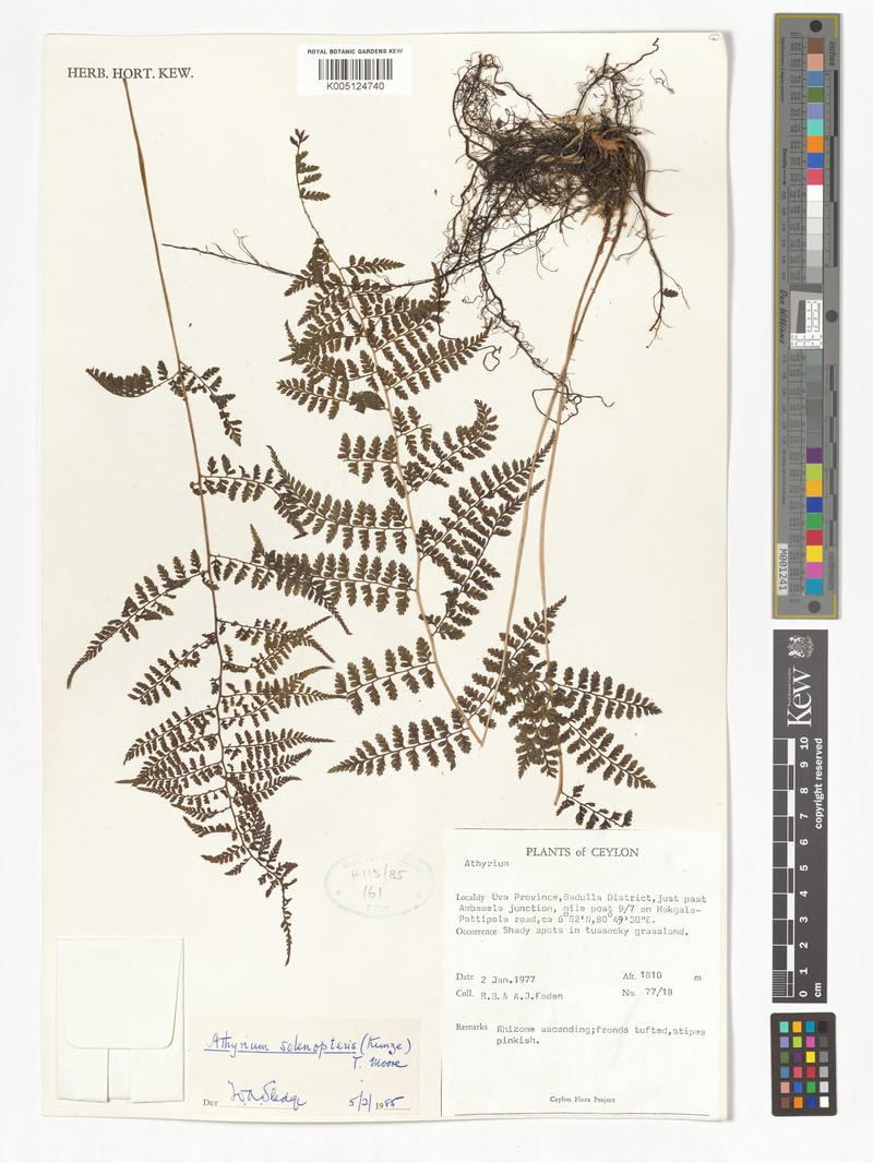 Athyrium solenopteris photo 3