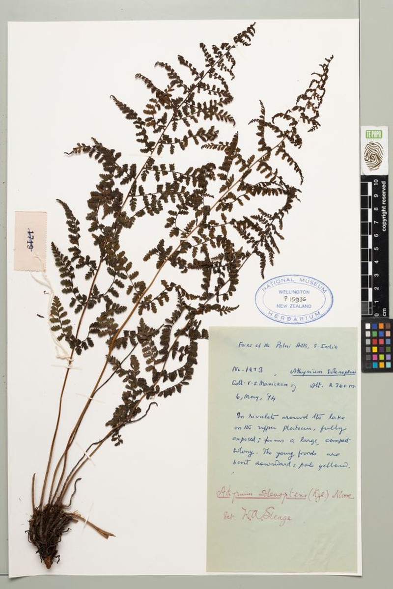 Athyrium solenopteris photo 4