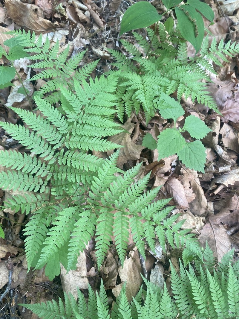 Athyrium spinulosum photo 2