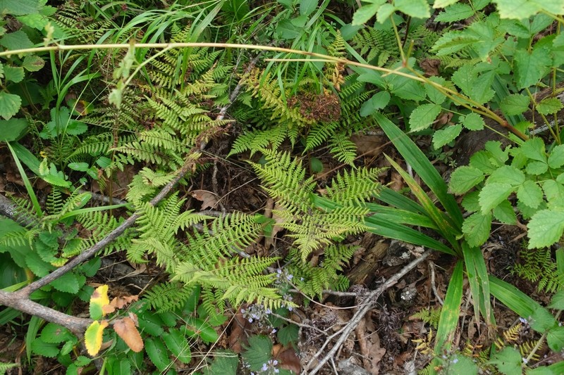 Athyrium spinulosum photo 3