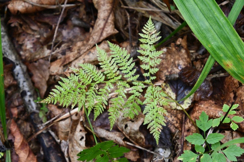 Athyrium spinulosum photo 4