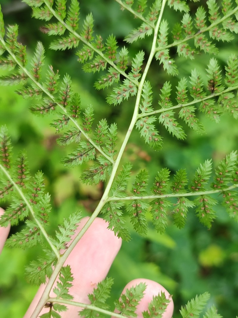 Athyrium spinulosum photo 5