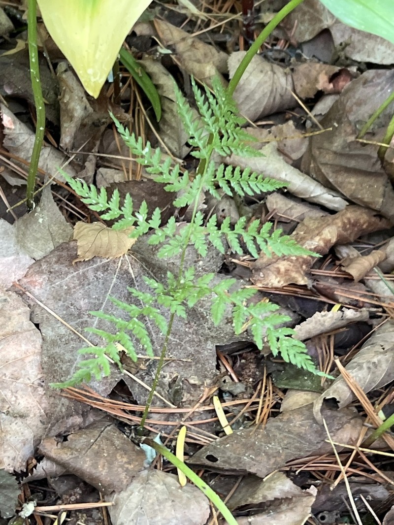 Athyrium spinulosum photo 6