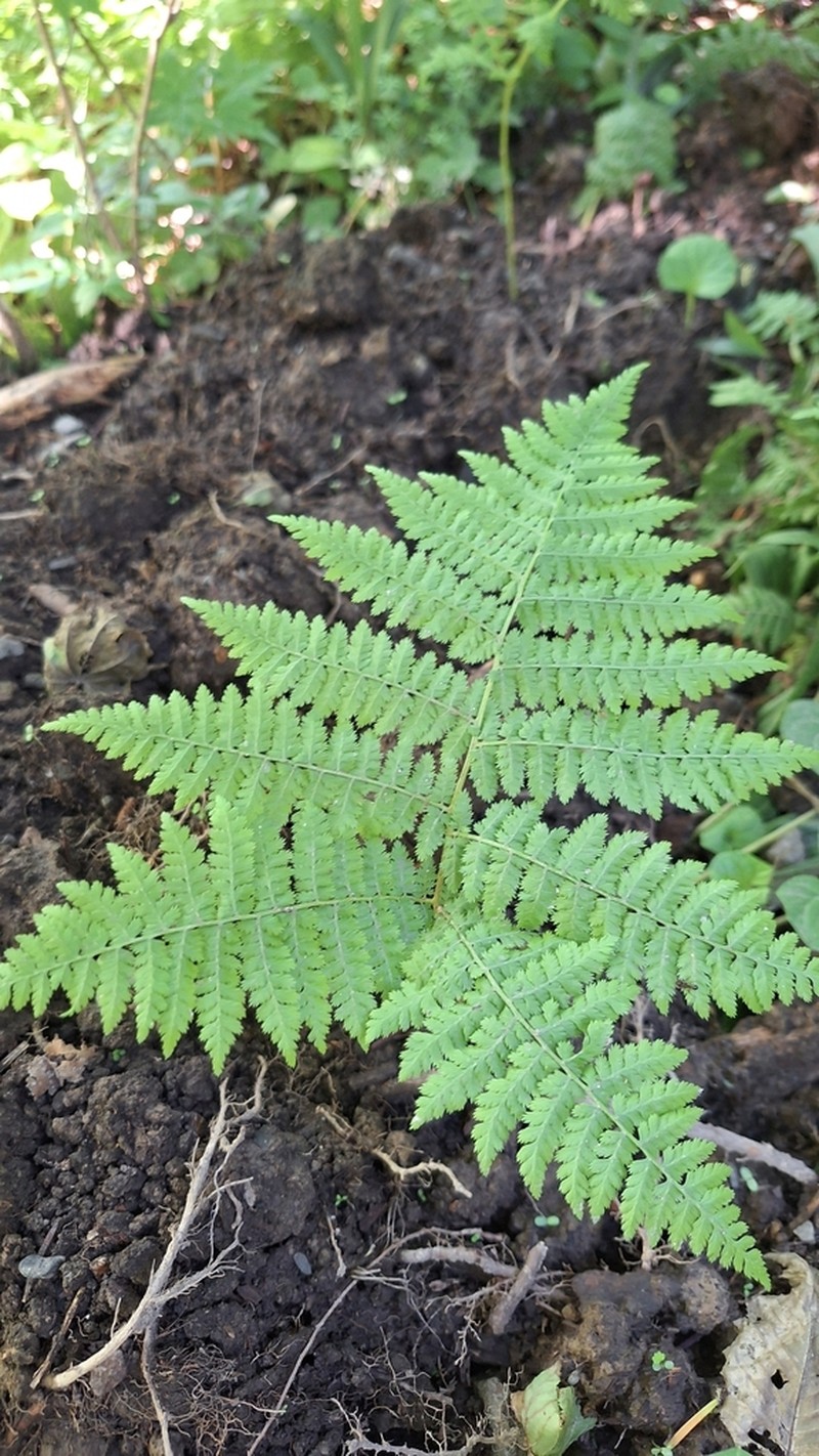 Athyrium spinulosum photo 7