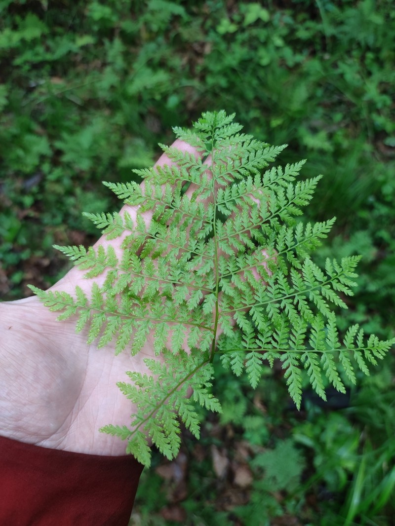 Athyrium spinulosum photo 8