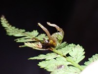 Athyrium strigillosum