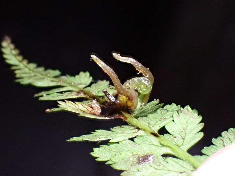 Athyrium strigillosum