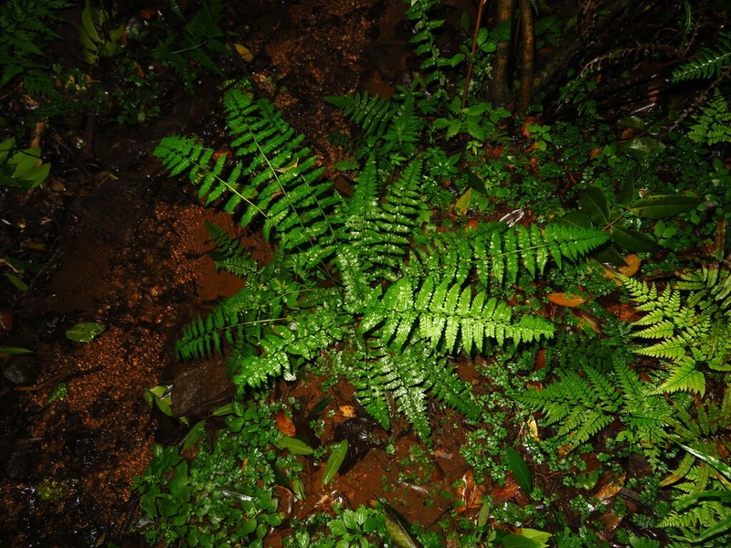Athyrium strigillosum photo 2