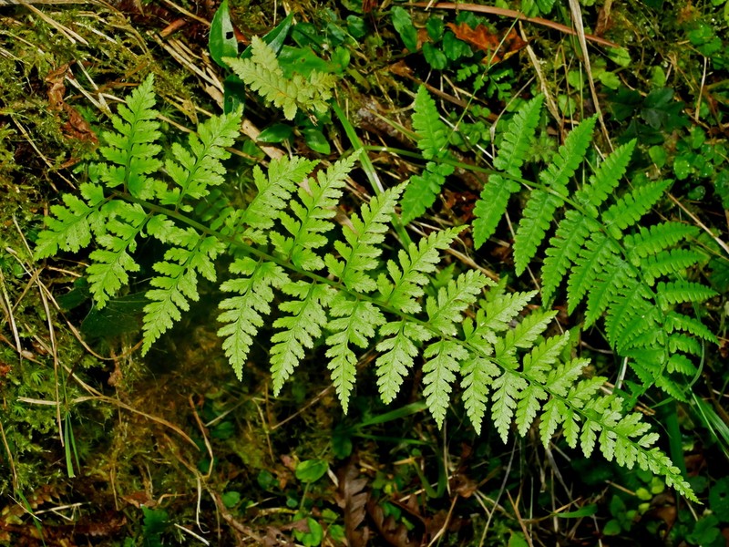 Athyrium strigillosum photo 3