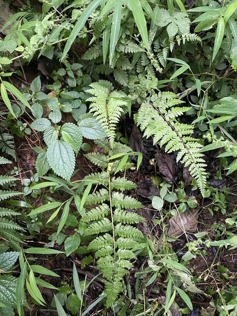 Athyrium strigillosum photo 4