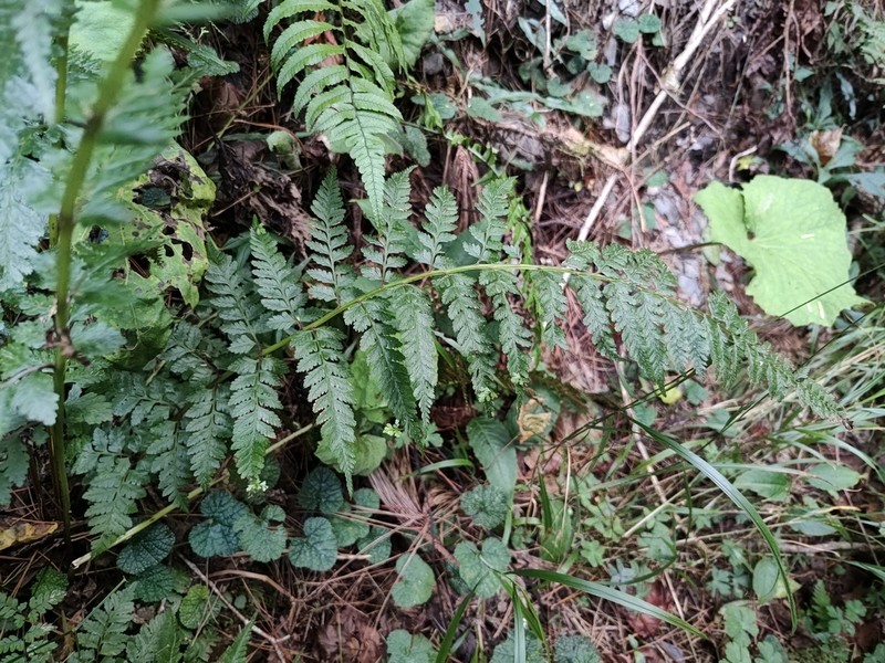 Athyrium strigillosum photo 5