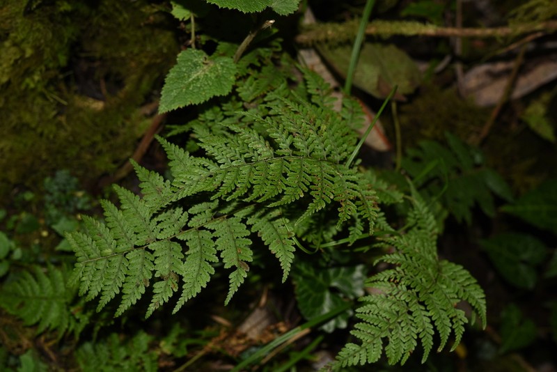 Athyrium strigillosum photo 6