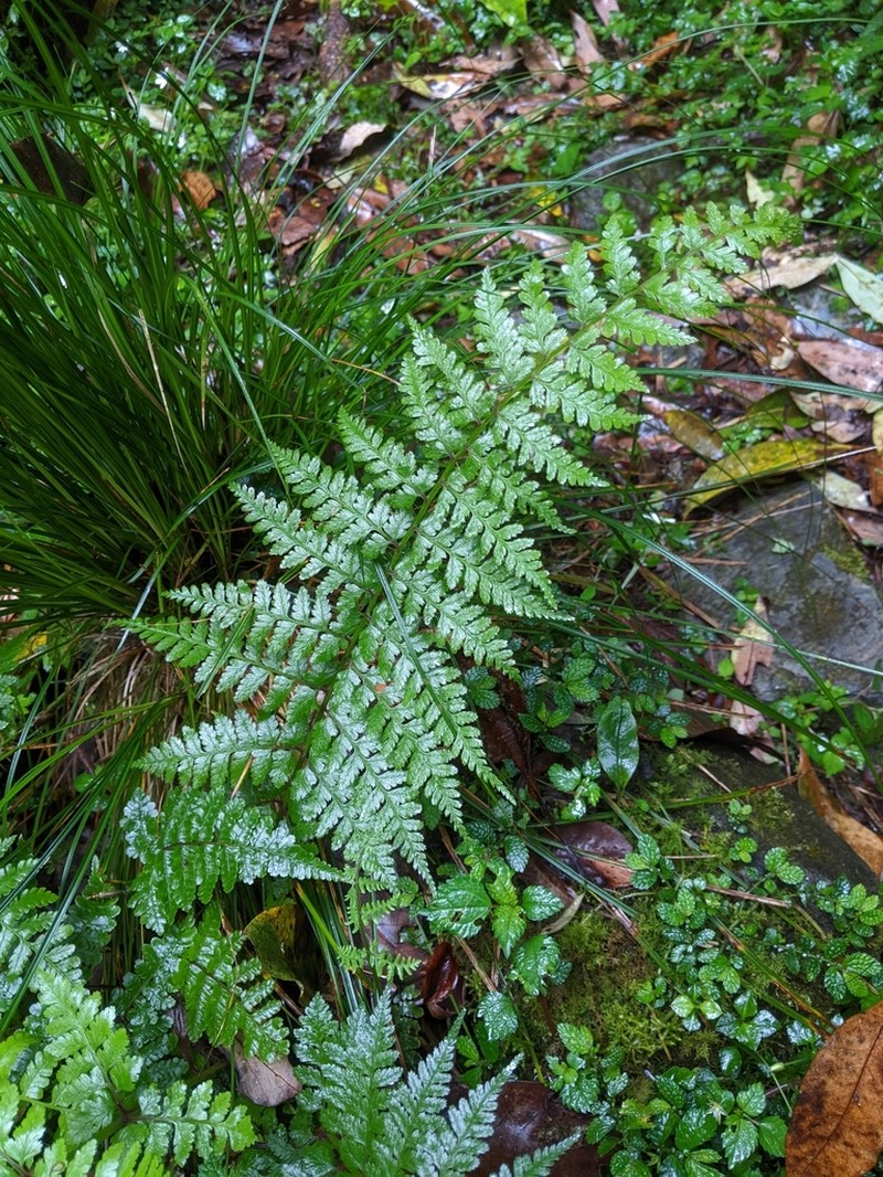 Athyrium strigillosum photo 7