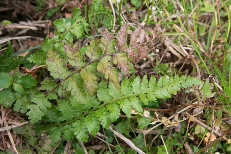 Athyrium strigillosum photo 8