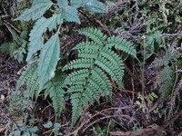 Athyrium subrigescens
