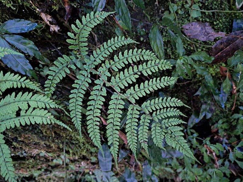 Athyrium subrigescens photo 2