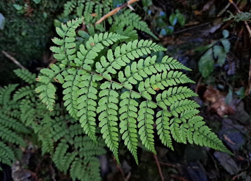Athyrium subrigescens photo 3