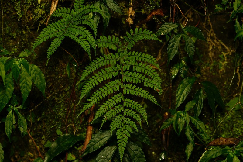 Athyrium subrigescens photo 4