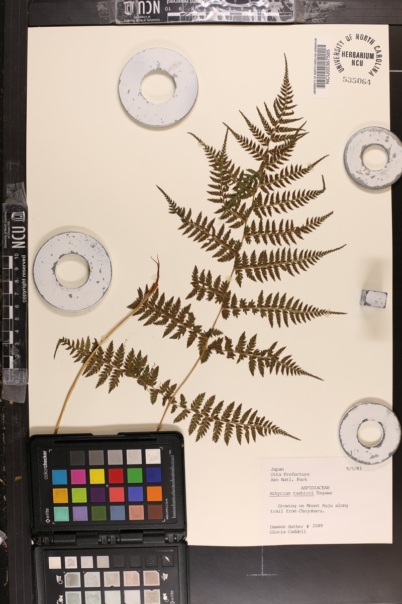 Athyrium tashiroi