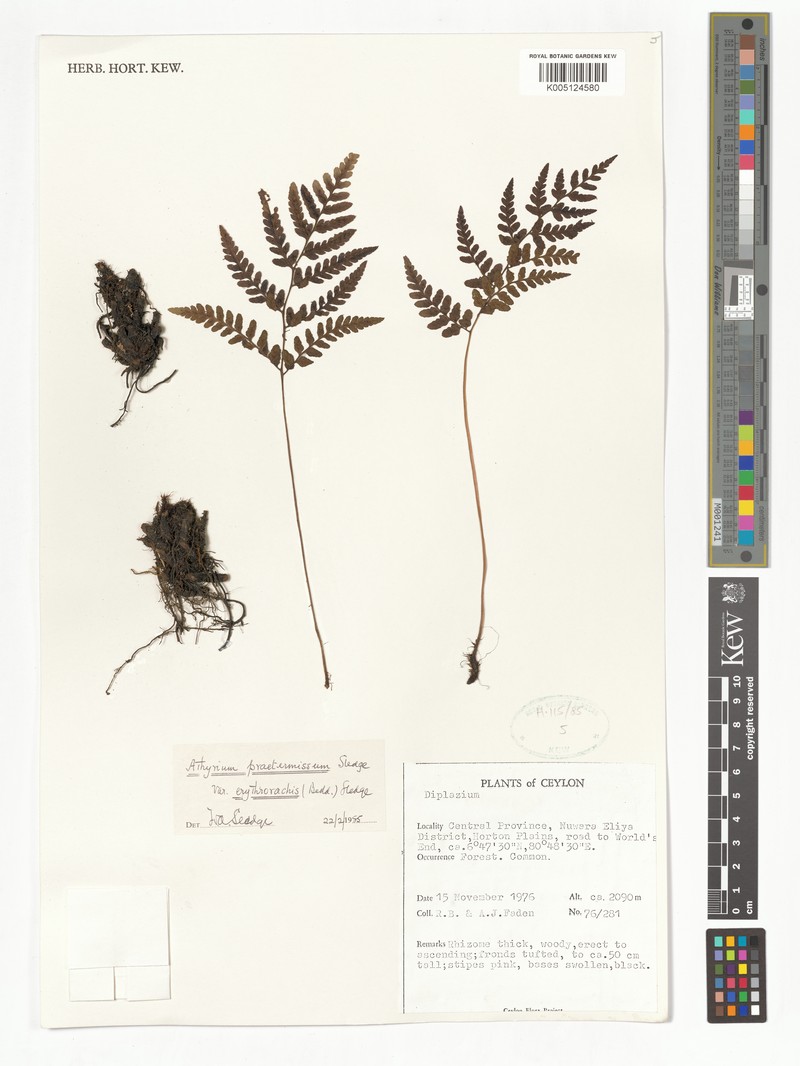 Athyrium triangulare