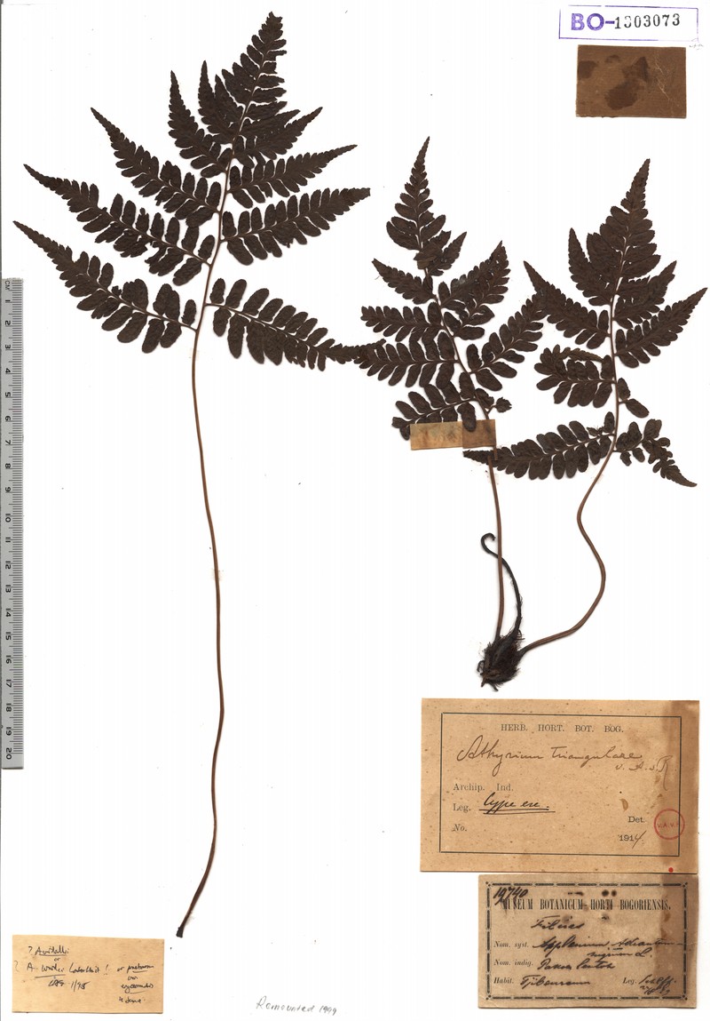 Athyrium triangulare photo 2