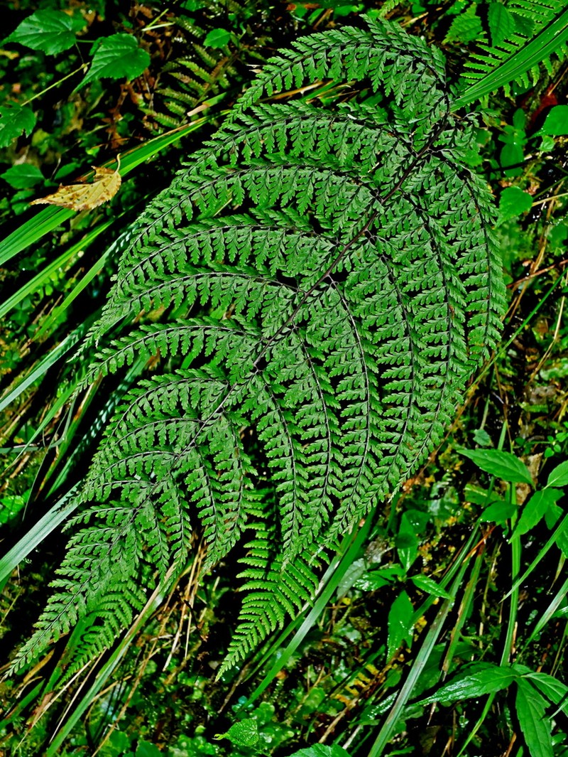 Athyrium tripinnatum