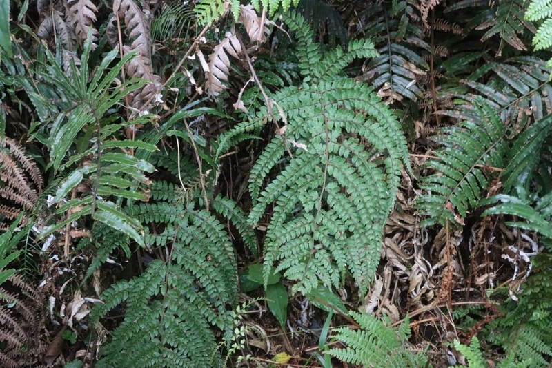 Athyrium tripinnatum photo 2