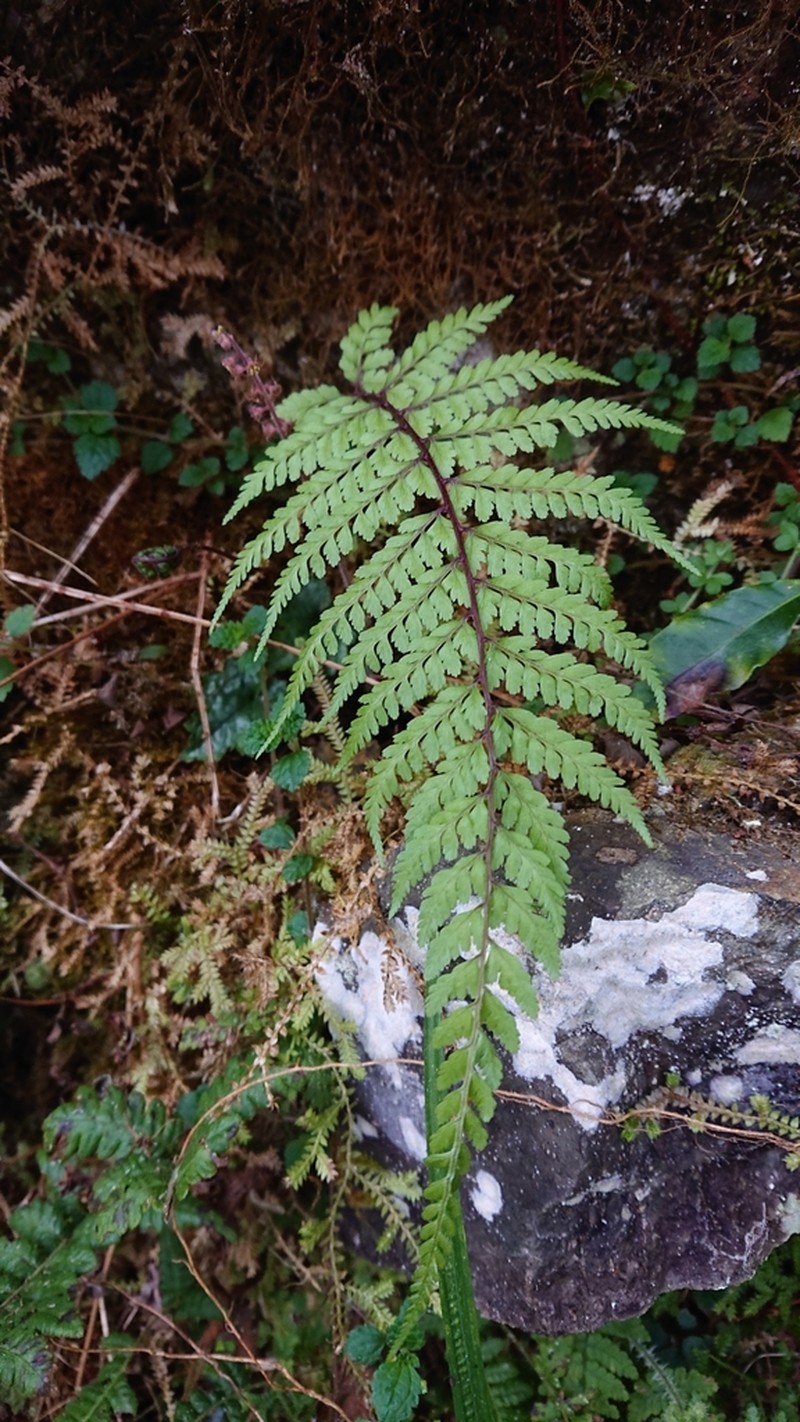 Athyrium tripinnatum photo 3