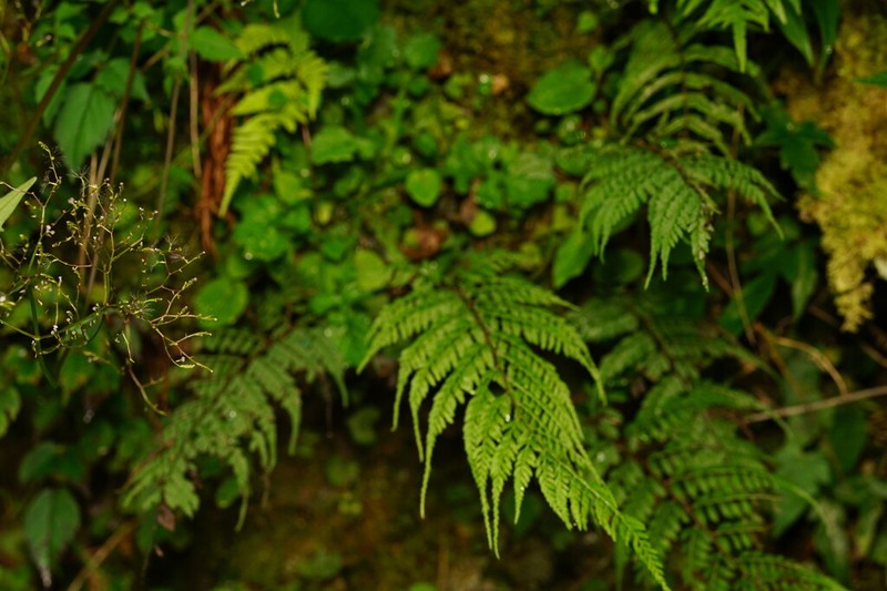 Athyrium tripinnatum photo 4