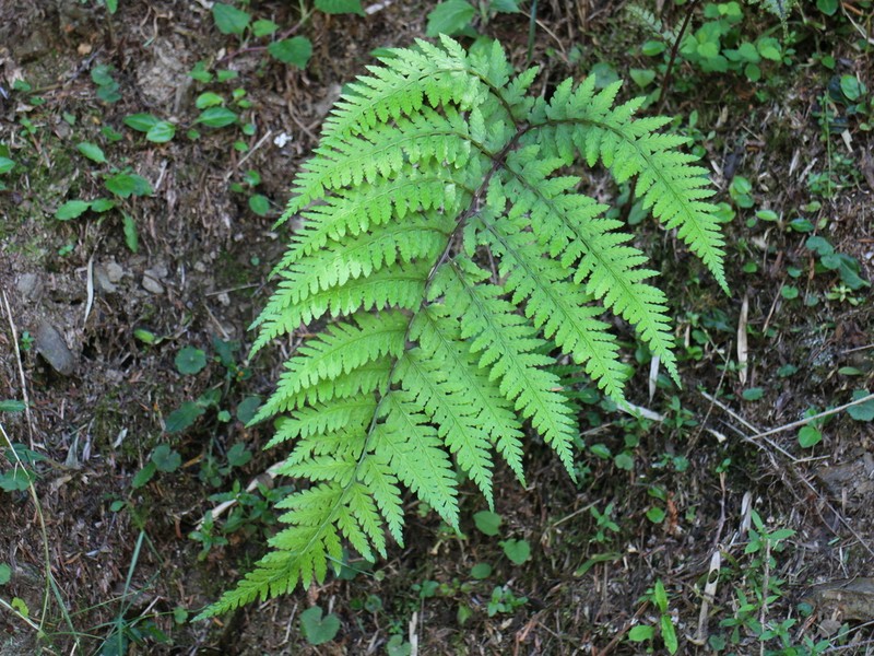 Athyrium tripinnatum photo 5