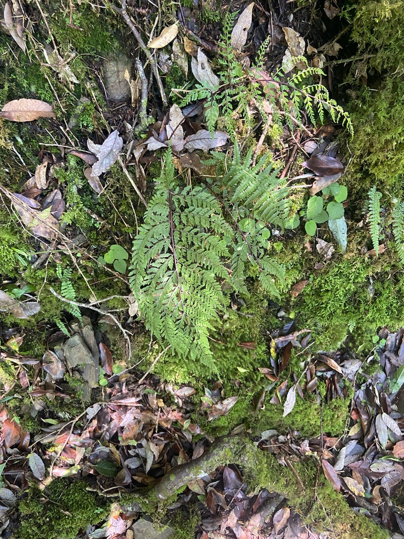 Athyrium tripinnatum photo 6