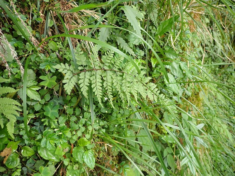 Athyrium tripinnatum photo 7