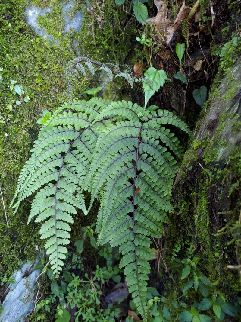 Athyrium tripinnatum photo 8