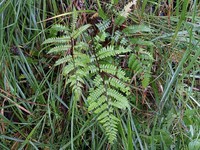 Athyrium vidalii