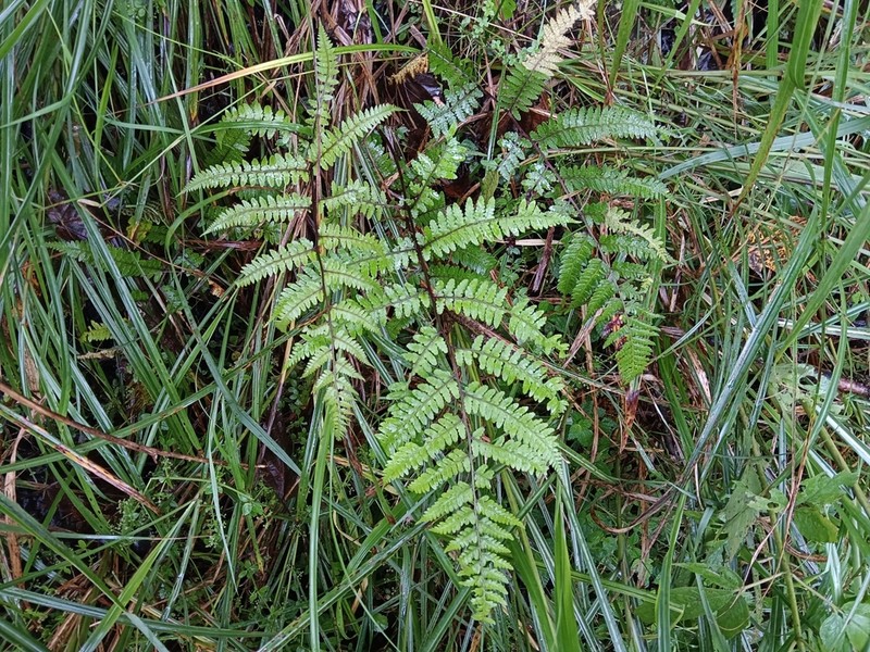Athyrium vidalii